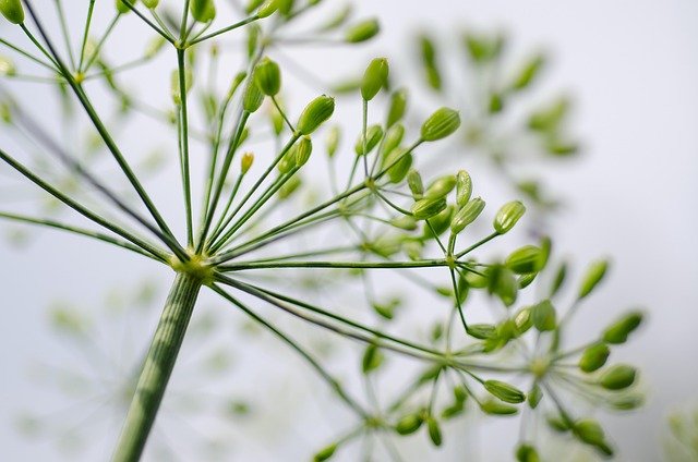Herbology